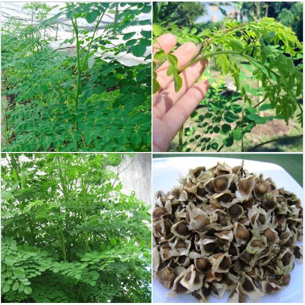 Hạt giống cây chùm ngây 🍀 dinh dưỡng cực cao 🍀 cực dễ trồng