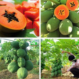 Bộ 2 gói hạt giống đu đủ ruột gấc