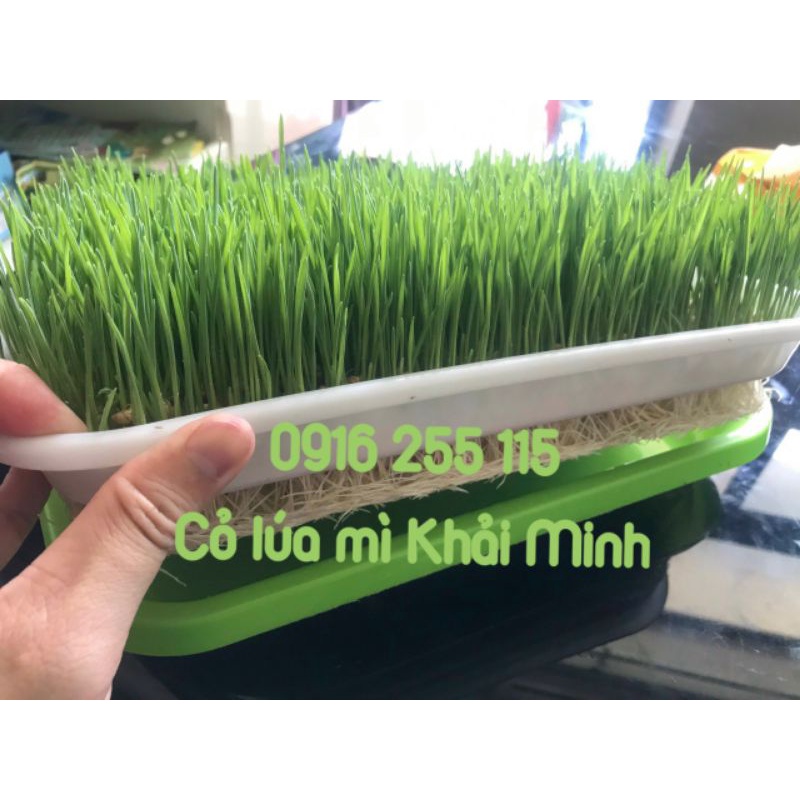 CỎ LÚA MÌ NHẬP KHẨU ÚC ORGANIC 1KG