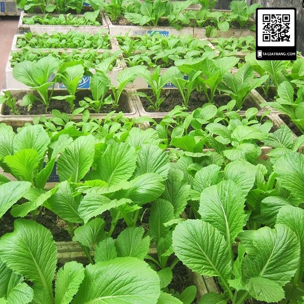 Hạt giống rau cải bẹ xanh mỡ - Sản phẩm trồng thử tập làm vườn cùng Tạ Gia Trang