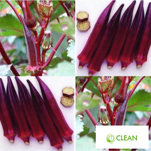 Hạt giống Đậu bắp đỏ (5 gr)
