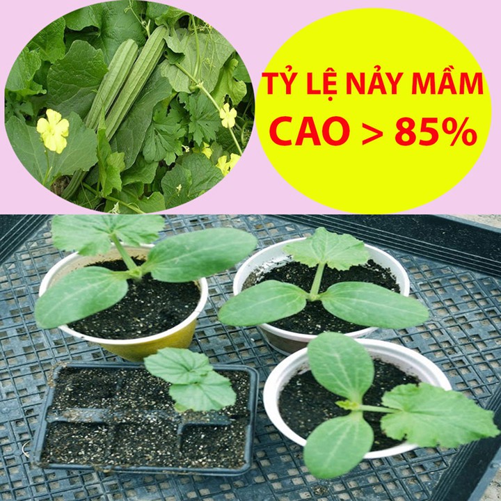 Hạt Giống Mướp Khía 1Gr Dễ Trồng, Nhiều Dinh Dưỡng