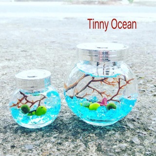 Combo Marimo tinny Ocean