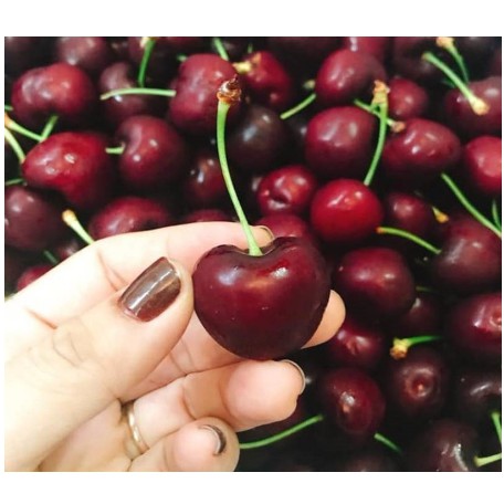 Cây giống Cherry Mỹ - Cherry Anh Đào giống chuẩn-UtNho