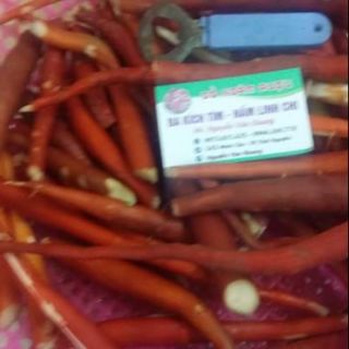 SÂM CAU ĐỎ HÀNG RỪNG TAM ĐẢO