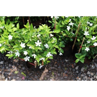 Chậu cây hoa Mai Chỉ Thiên