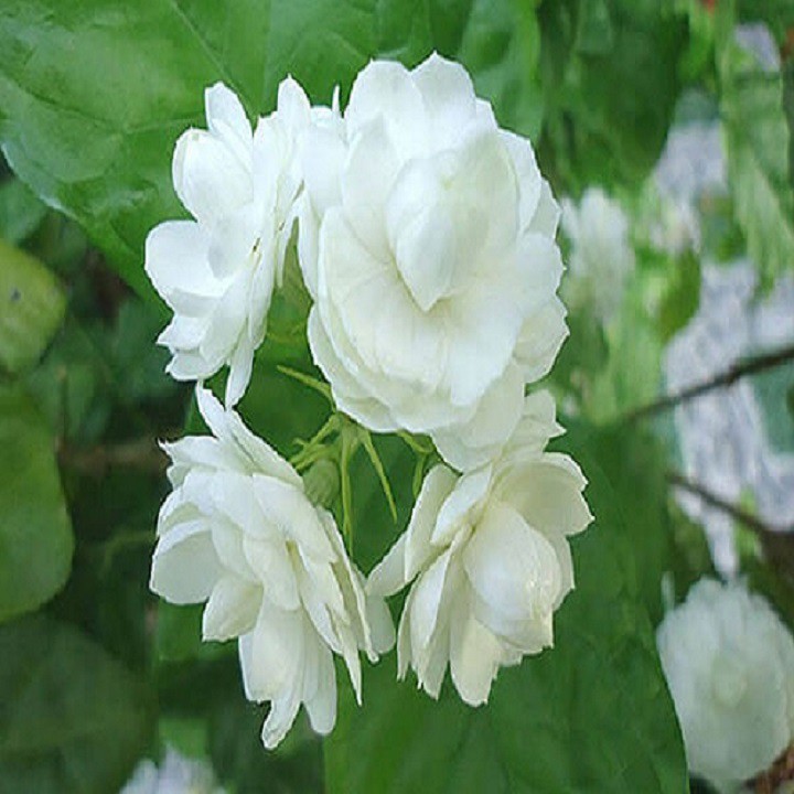 Combo 2 cây hoa nhài ta