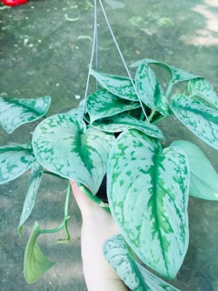 TRẦU BÀ PHÁP CHẬU GÁO DỪA
