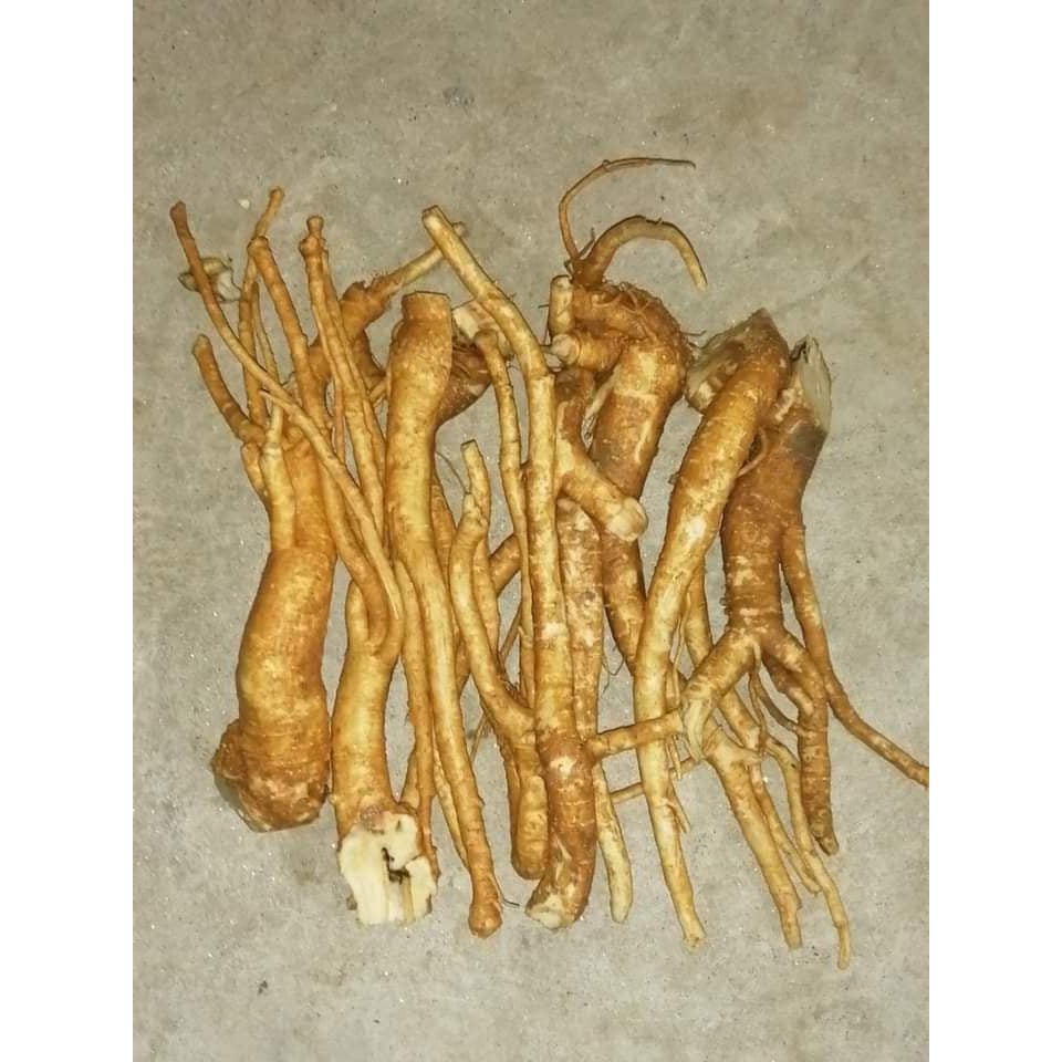 Giá Rẻ Tại Vườn Củ Đinh Lăng Tươi Ngâm Rượu (  Nguyên củ 1 kg ) | BigBuy360 - bigbuy360.vn