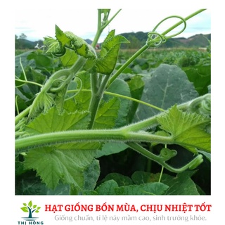 Hạt giống bí ngọn 20g (giống bí siêu ngọn, nhiều ngọn, mập)