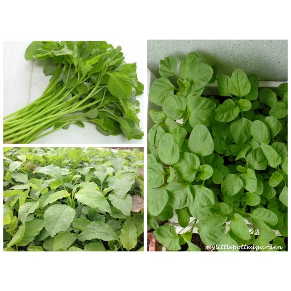 Hạt giống rau dền xanh lá tròn dành cho gia đình