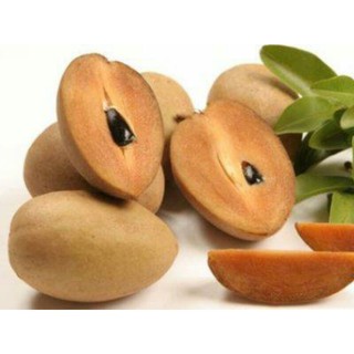 Cây giống Hồng xiêm xoài - sapo cây chiết (sa bô)
