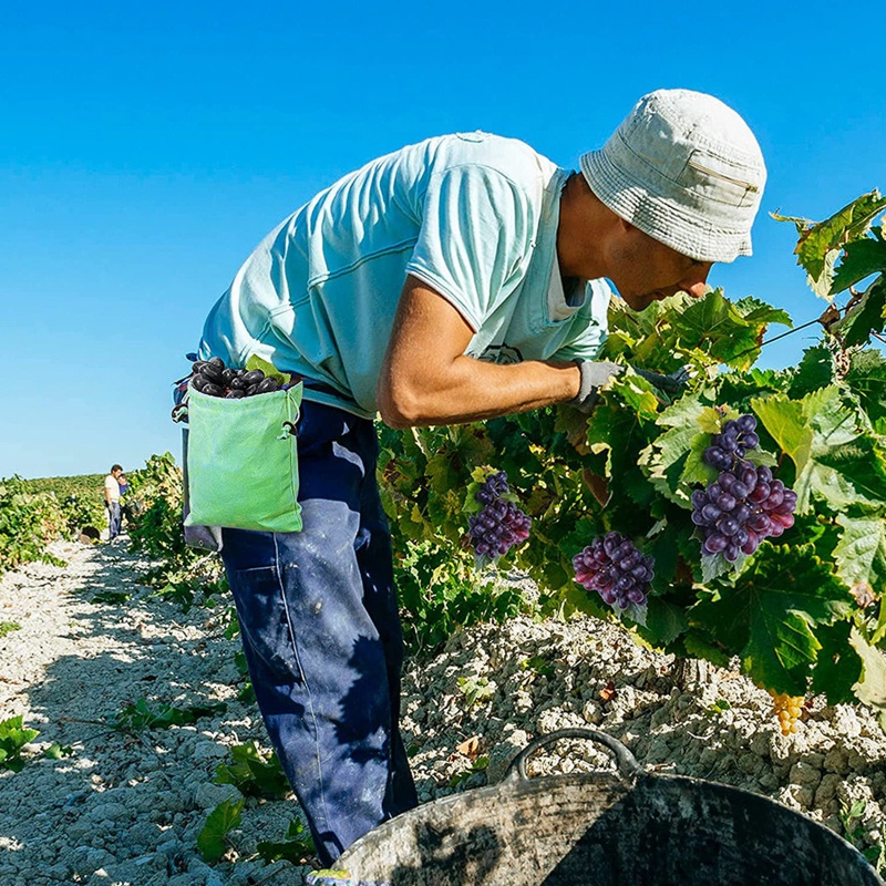 Túi Đựng Trái Cây Hình Nấm Tiện Dụng Khi Đi Cắm Trại