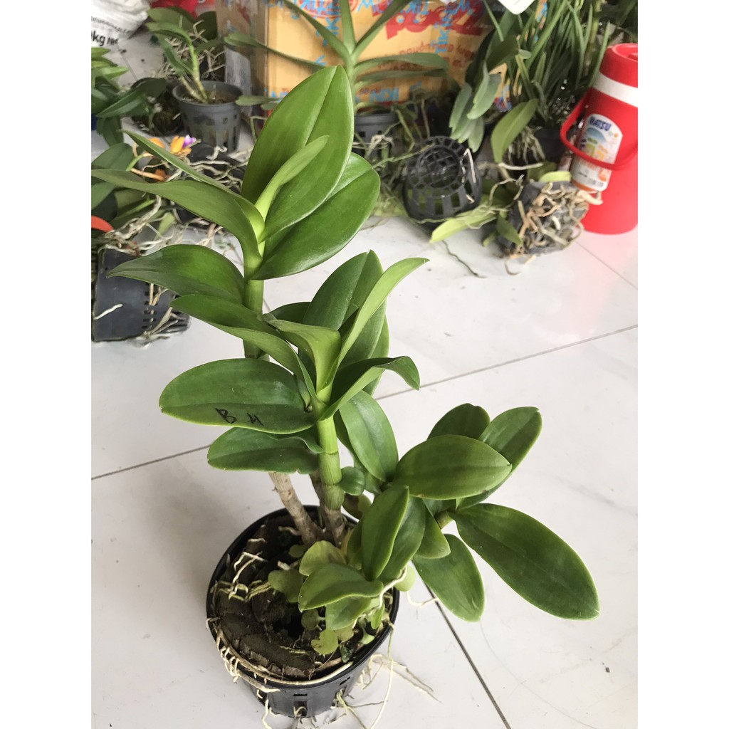 Hoa lan denro nắng bò hồng