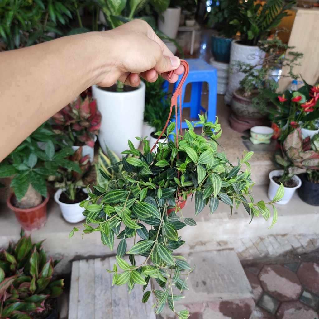 Cây bình an treo ban công ,cửa sổ trang trí nội thất cực xinh dễ chăm sóc