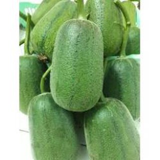 Hạt giống Mướp Táo Đài Loan-5 hạt