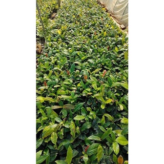 2 Cây hải đường giống