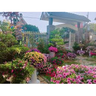 HẠT GIỐNG HOA CÁC LOẠI - 1 Gói