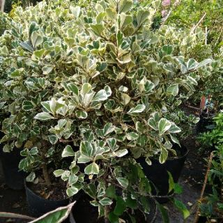 Cây Đa Tam Phúc