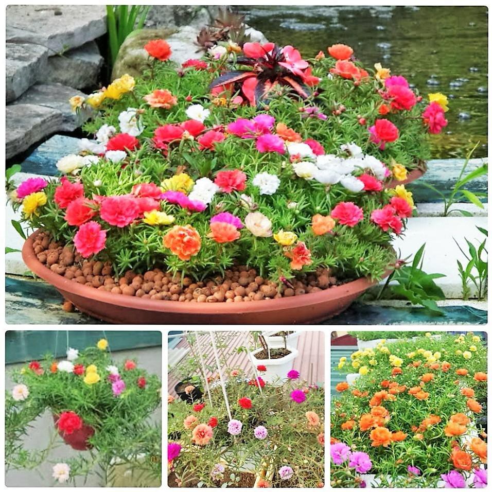 Chậu cây giống hoa Mười Giờ (10h) Thái kép mix đủ 10 màu trồng ổn định - Trang Flower