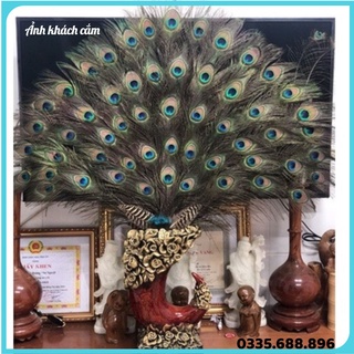 Lông công 70-80cm phong thủy tự nhiên trang trí bàn thờ may mắn tài lộc