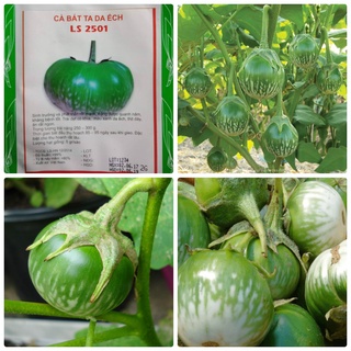 Hạt giống Cà bát ta da ếch - 1 gói 0.5gram