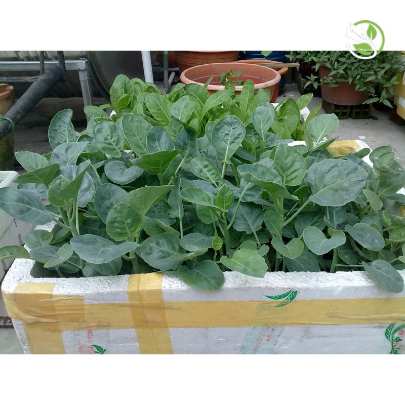 Hạt Giống Cải Rổ Phú Nông - Gói 10g - Chinese Kale