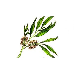 [ 10ML ] Tinh Dầu Tràm Trà 100% Organic - Chai nhỏ giọt ( Tea Tree Oil )