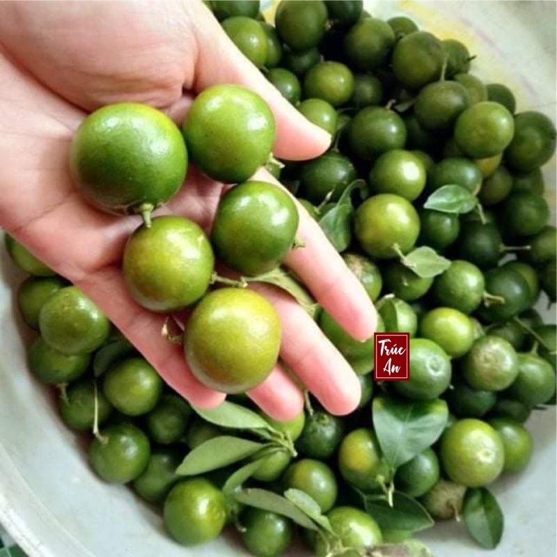 [CHỈ GIAO HCM] Trái tắc (quất /hạnh) sạch, tươi hái trong ngày. Hàng có sẵn, ship hoả tốc trong 30p