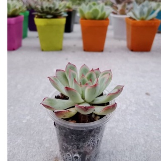 SEN ĐÁ VIỀN ĐỎ SIZE VỈ