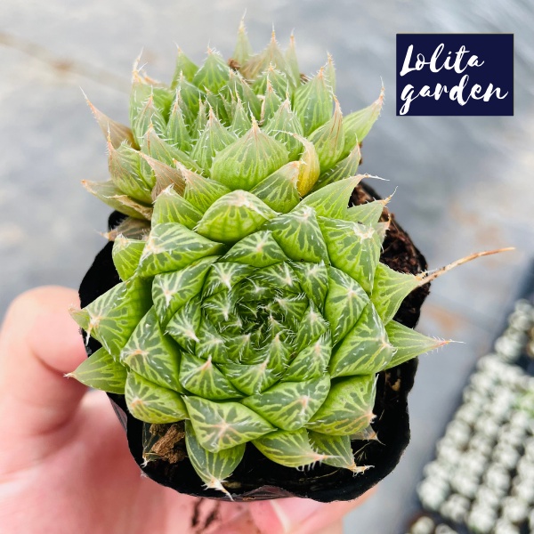 Sen đá dạ quang Đà Lạt size bé cây cảnh trang trí nhà cửa Lolita garden