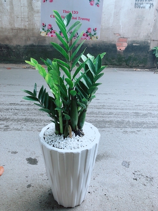 Chậu Cây Kim Phát Tài (Chỉ giao hoả tốc)