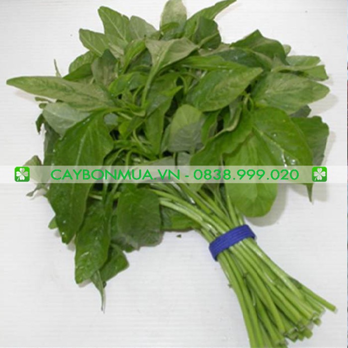 Hạt Giống Rau Dền Xanh Gói 20g - [&gt;94% Nảy Mầm] - Giống Vàng Chất Lượng