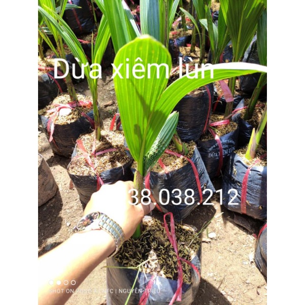 CÂY DỪA XIÊM LÙN ( CHUẨN GIỐNG 100%)