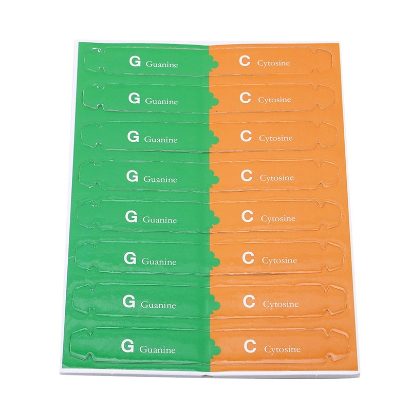 Mô Hình Dạy Học Khoa Học Kép Genes DNA Thông Dụng