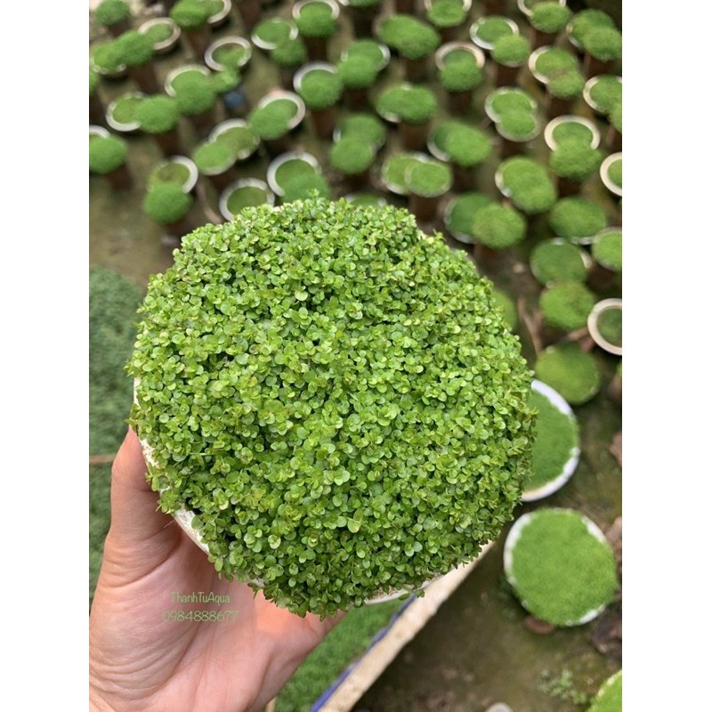 Cây thuỷ sinh-khuyến mại mùa covit