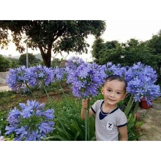 1 củ hoa Arapang, Thanh anh