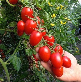 Hạt giống cà chua cherry anh đào đỏ F1