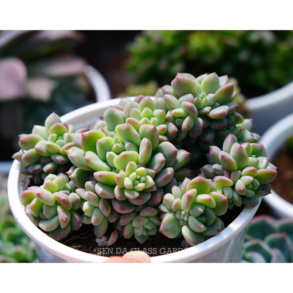 Sen Đá Dù Hồng Đà Lạt chậu lớn nhiều đầu 12cm GLASS GARDEN, Thuần Khí Hậu Đà lạt, Lỗi 1 đổi 1