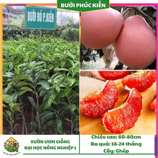 Cây giống bưởi đỏ nhập khẩu Phúc Kiến, giống bưởi đỏ Phúc Kiến F1 cao 60cm -80cm, bưởi đỏ phúc kiến Đại học Nông Nghiệp