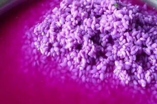 Cây cẩm tím và đỏ 30 cây cẩm màu y hình tặng nắm lá