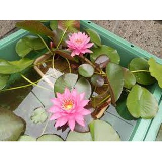 (SIÊU NỤ) 4 cây hoa súng  nụ đẹp