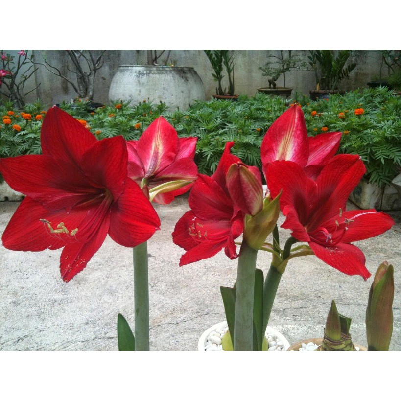 Combo 1 củ đỏ nhung+1 củ huệ cam