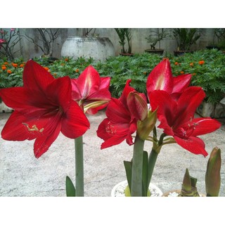 Combo 1 củ đỏ nhung+1 củ huệ cam