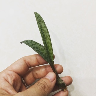 Cây tiểu mi/báo gấm
