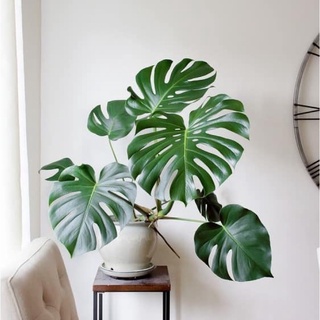 <GIÁ RẺ NHẤT> Chậu Trầu Bà Nam Mỹ Monstera Delicio thân 4-6 lá, rễ sâu, cây khỏe