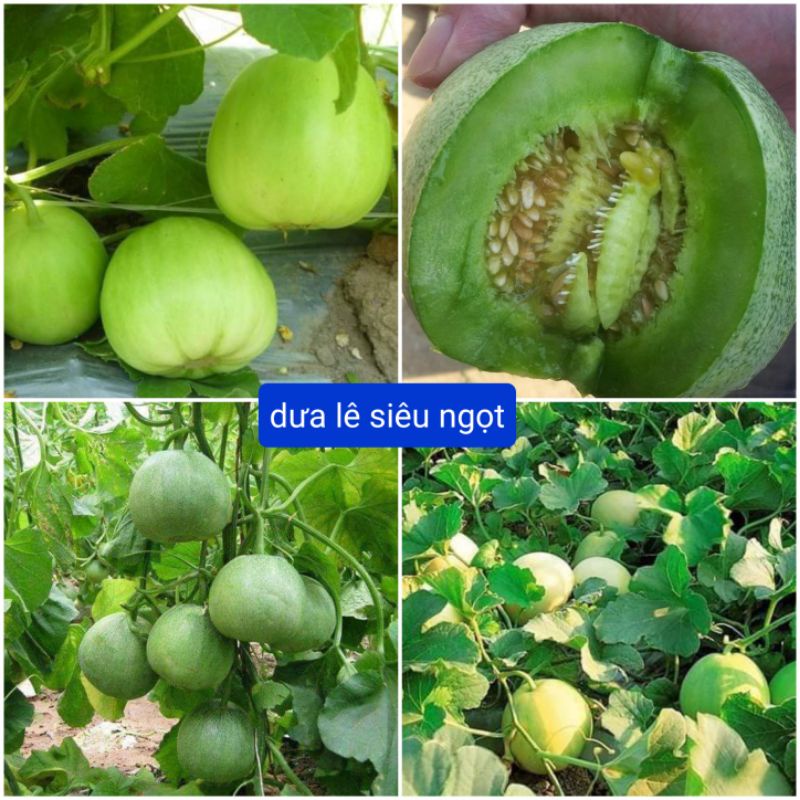 1 gam hạt giống dưa lê f1 💗💗 Siêu Ngọt💗💗 năng suất cao