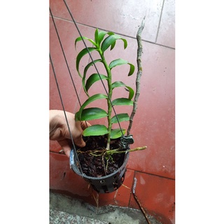 trầm rồng đỏ