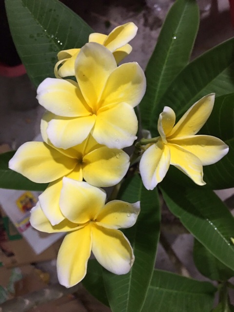 Sứ Đại lớn