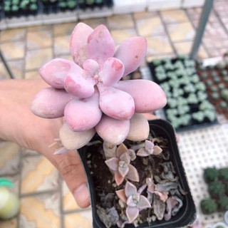 Sen Đá Sỏi Hồng